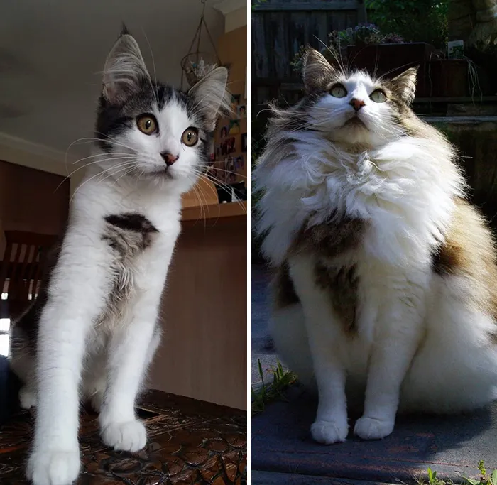 People Are Sharing How Their Pets Have Changed In A Wholesome "Then And Now" Challenge (30 Pics)