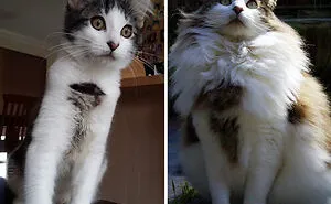 People Are Sharing How Their Pets Have Changed In A Wholesome "Then And Now" Challenge (30 Pics)