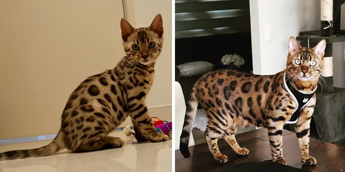 People Are Sharing How Their Pets Have Changed In A Wholesome "Then And Now" Challenge (30 Pics)