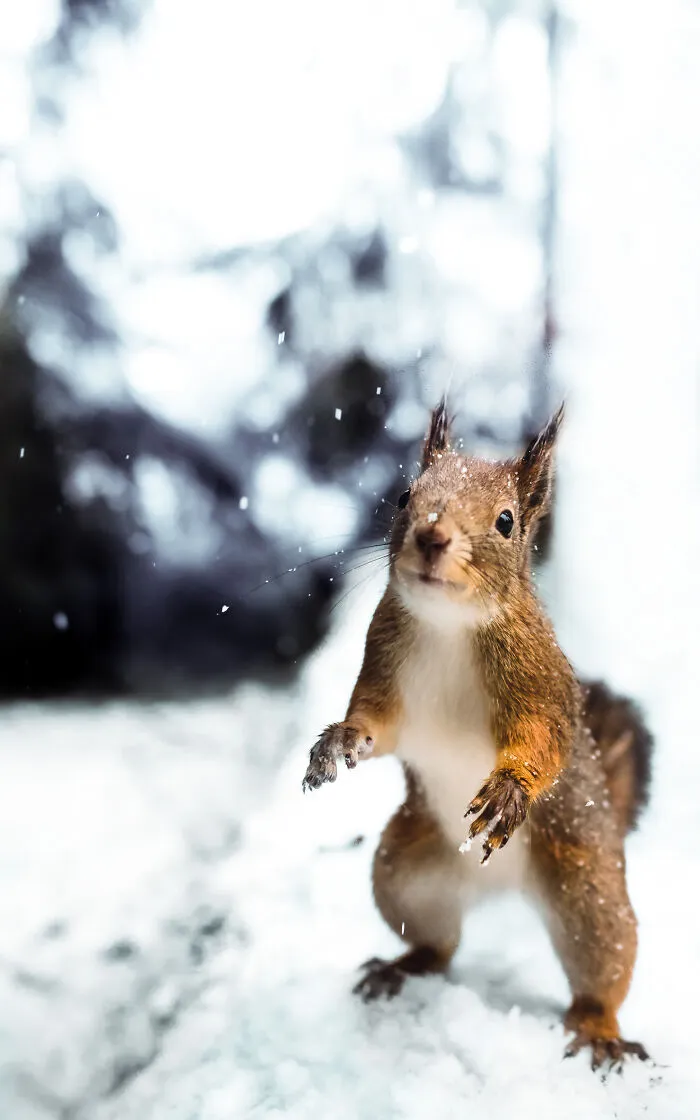 The Snowlover