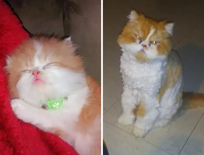 People Are Sharing How Their Pets Have Changed In A Wholesome "Then And Now" Challenge (30 Pics)