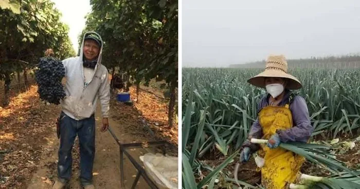 United Farm Workers Of America Honor Farmers By Showing People How Ingredients For Thanksgiving Meals Are Harvested