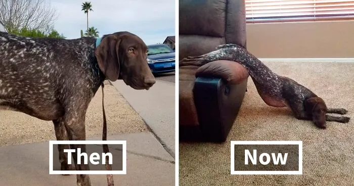 People Are Sharing How Their Pets Have Changed In A Wholesome "Then And Now" Challenge (30 Pics)