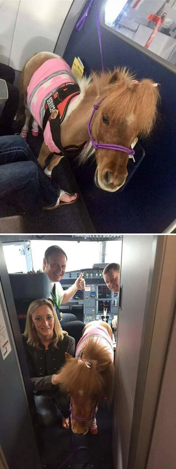 Auxiliar de vuelo: Episodio 7