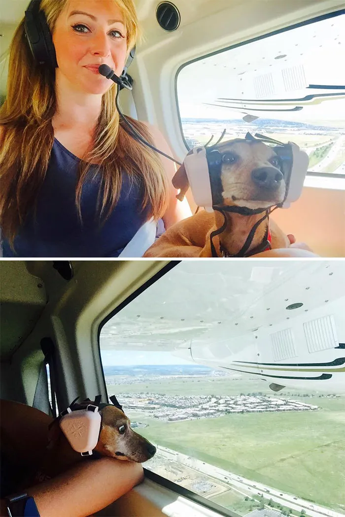 Perrito en su primer vuelo