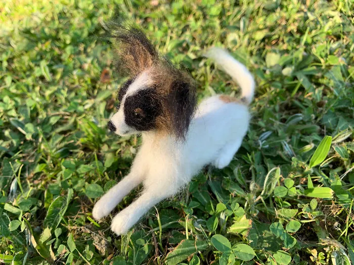 Papillon Pup