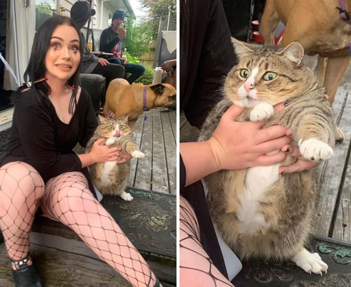 30 Of The Funniest Cat Pics That Owners Uploaded For The Unflattering Cat Photo Challenge (New Pics)