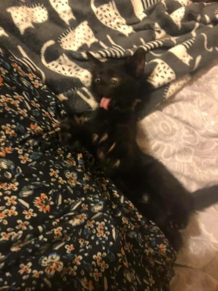 30 Of The Funniest Cat Pics That Owners Uploaded For The Unflattering Cat Photo Challenge (New Pics)