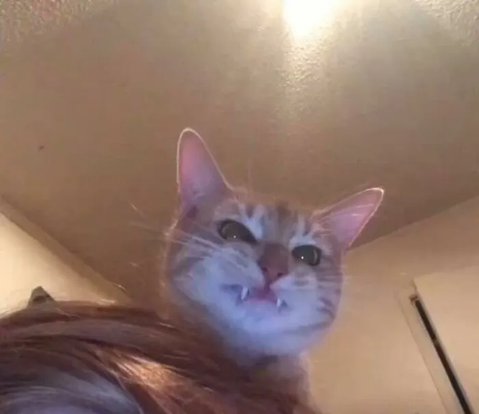 30 Of The Funniest Cat Pics That Owners Uploaded For The Unflattering Cat Photo Challenge (New Pics)