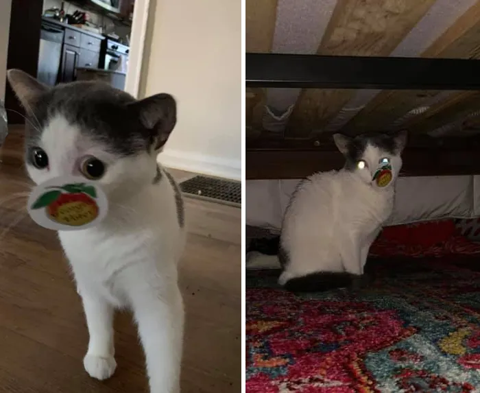 30 Of The Funniest Cat Pics That Owners Uploaded For The Unflattering Cat Photo Challenge (New Pics)
