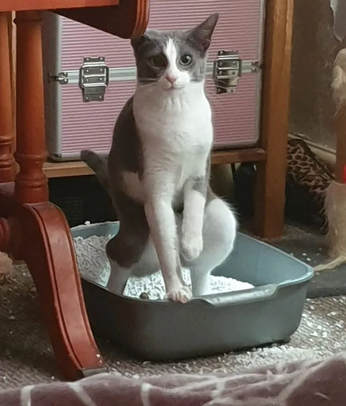 30 Of The Funniest Cat Pics That Owners Uploaded For The Unflattering Cat Photo Challenge (New Pics)