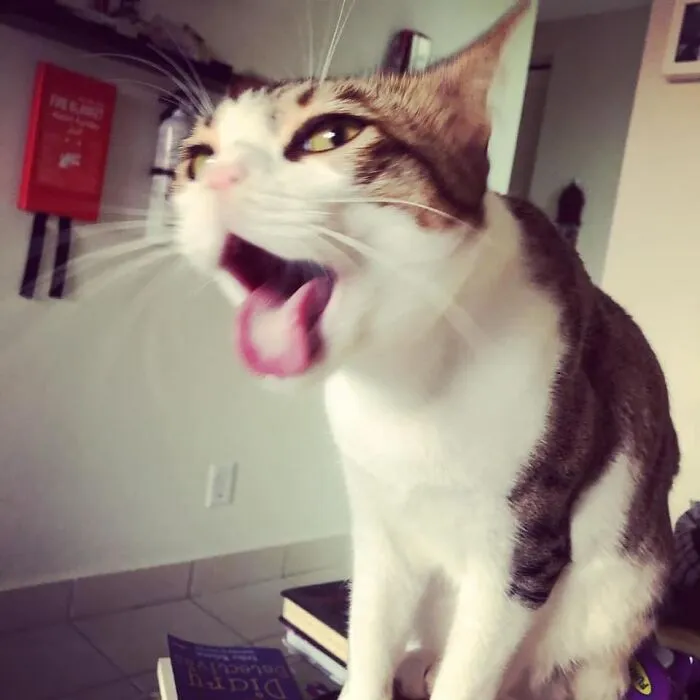 30 Of The Funniest Cat Pics That Owners Uploaded For The Unflattering Cat Photo Challenge (New Pics)