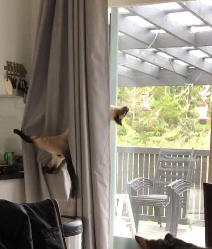 30 Of The Funniest Cat Pics That Owners Uploaded For The Unflattering Cat Photo Challenge (New Pics)