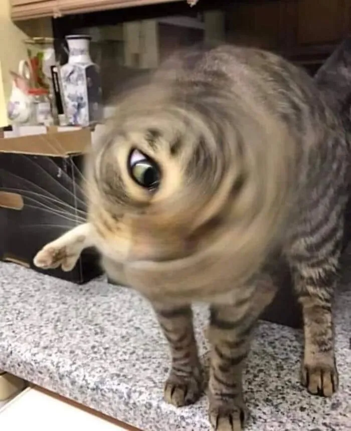 30 Of The Funniest Cat Pics That Owners Uploaded For The Unflattering Cat Photo Challenge (New Pics)