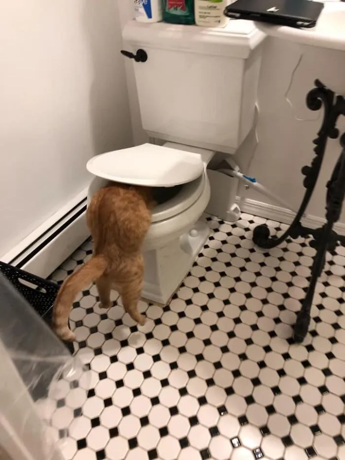 30 Of The Funniest Cat Pics That Owners Uploaded For The Unflattering Cat Photo Challenge (New Pics)