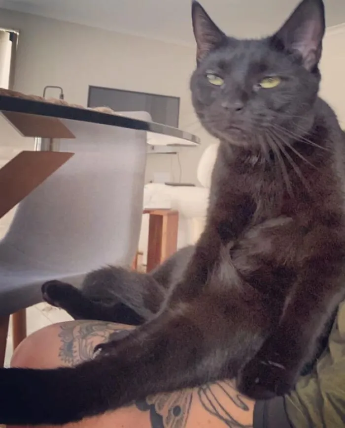 30 Of The Funniest Cat Pics That Owners Uploaded For The Unflattering Cat Photo Challenge (New Pics)