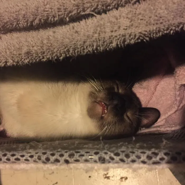 30 Of The Funniest Cat Pics That Owners Uploaded For The Unflattering Cat Photo Challenge (New Pics)