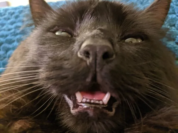 30 Of The Funniest Cat Pics That Owners Uploaded For The Unflattering Cat Photo Challenge (New Pics)