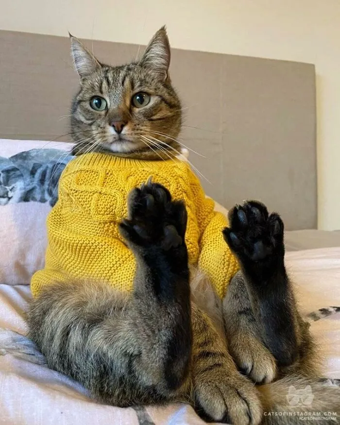 30 Of The Funniest Cat Pics That Owners Uploaded For The Unflattering Cat Photo Challenge (New Pics)
