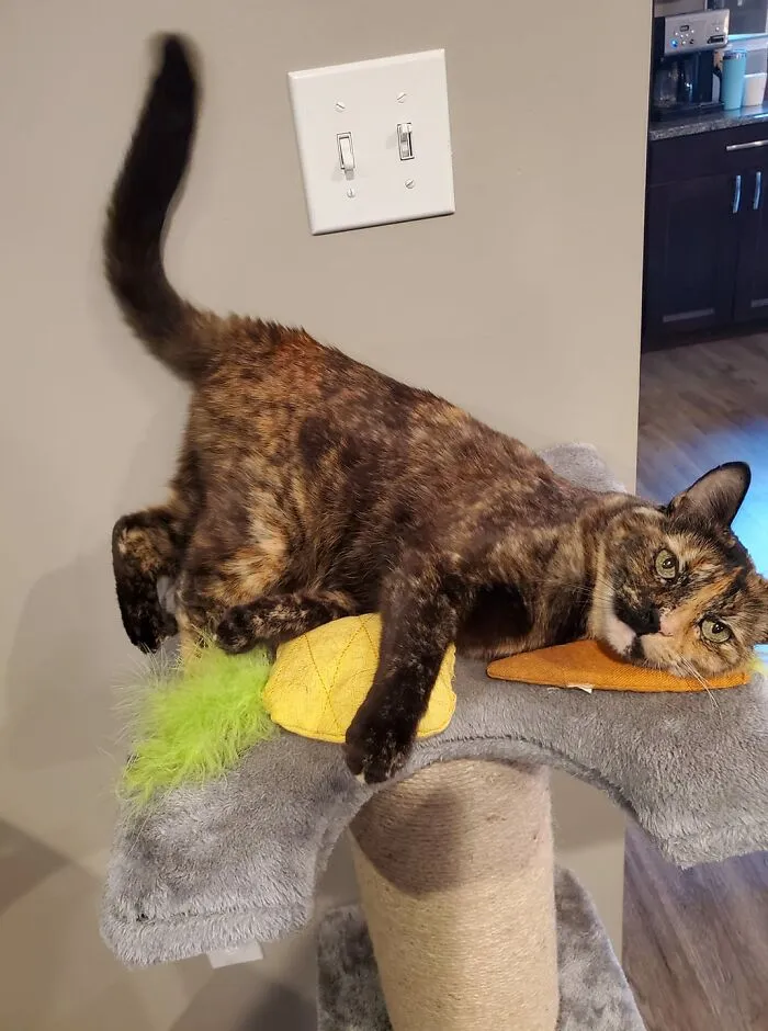 30 Of The Funniest Cat Pics That Owners Uploaded For The Unflattering Cat Photo Challenge (New Pics)