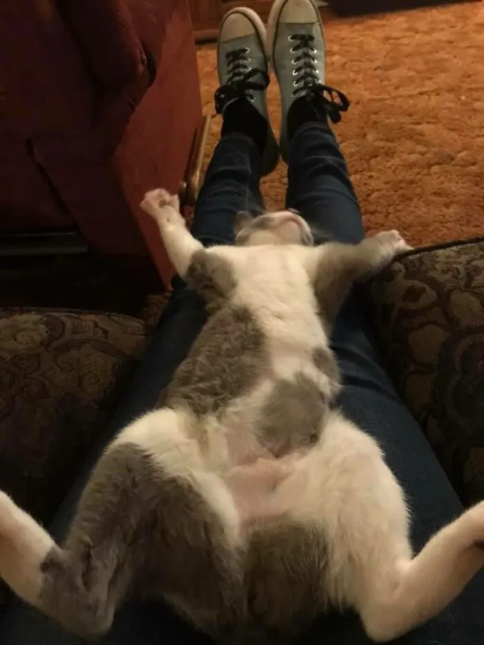 30 Of The Funniest Cat Pics That Owners Uploaded For The Unflattering Cat Photo Challenge (New Pics)