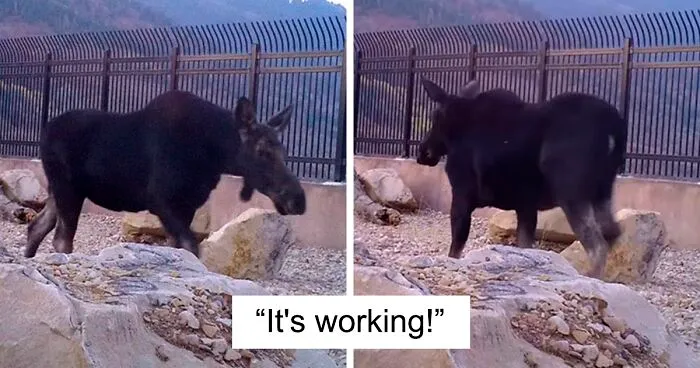 The Highway Overpass In Utah Is A Major Success And The Video Shows Many Wild Animals Using It To Avoid Danger