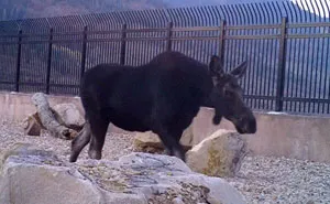 The Highway Overpass In Utah Is A Major Success And The Video Shows Many Wild Animals Using It To Avoid Danger