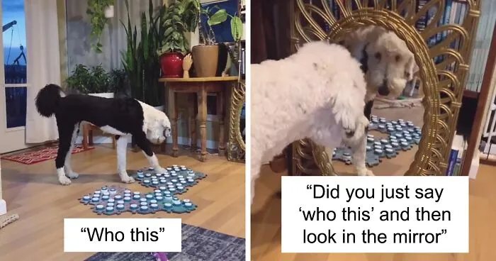 TikTok User Teaches Their Dog To Talk Using Buttons, Gets Surprised When She Asks Who She Is