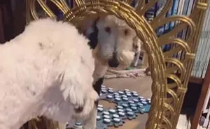 TikTok User Teaches Their Dog To Talk Using Buttons, Gets Surprised When She Asks Who She Is