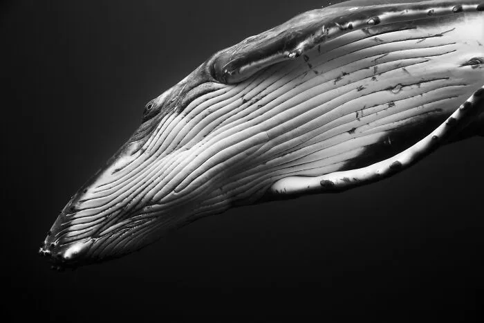 Underwater Photographer Swims With Humpback Whales And The Photos Are Ethereal (25 Pics)