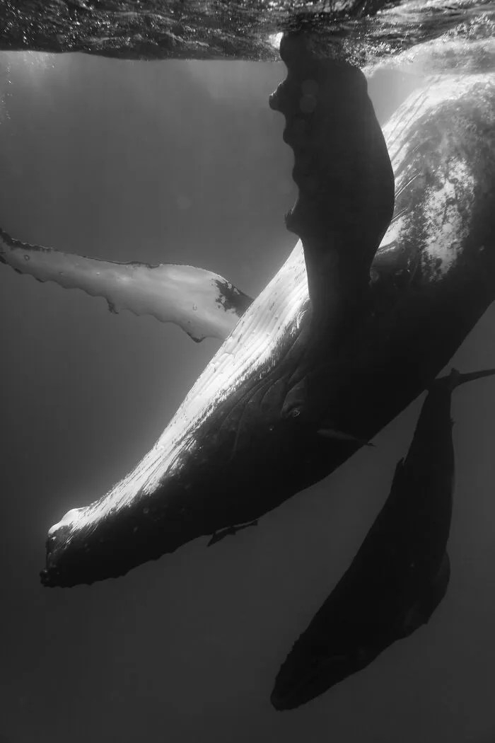 Underwater Photographer Swims With Humpback Whales And The Photos Are Ethereal (25 Pics)
