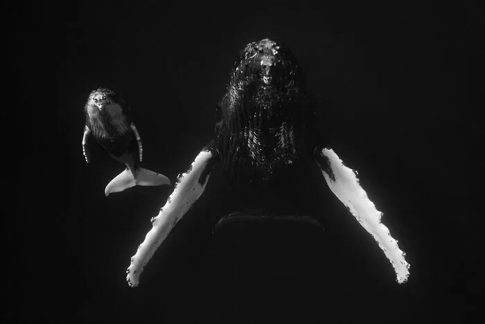 Underwater Photographer Swims With Humpback Whales And The Photos Are Ethereal (25 Pics)
