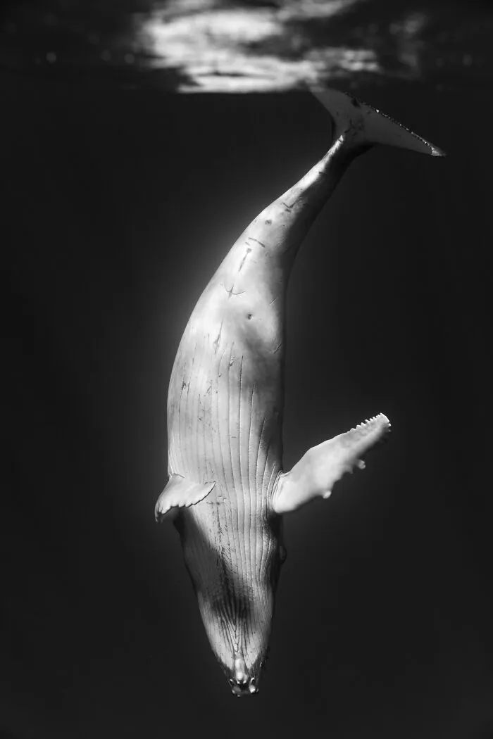 Underwater Photographer Swims With Humpback Whales And The Photos Are Ethereal (25 Pics)