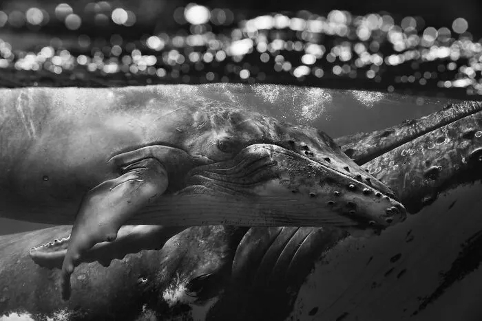 Underwater Photographer Swims With Humpback Whales And The Photos Are Ethereal (25 Pics)