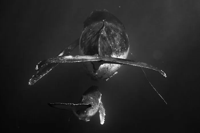 Underwater Photographer Swims With Humpback Whales And The Photos Are Ethereal (25 Pics)