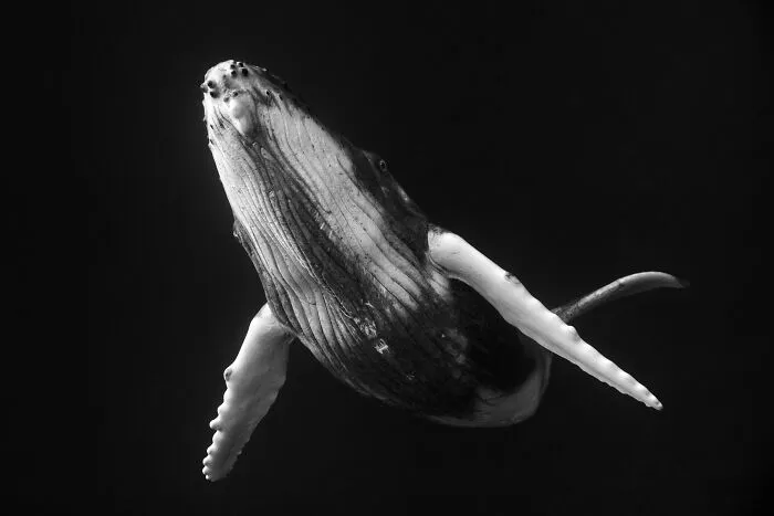 Underwater Photographer Swims With Humpback Whales And The Photos Are Ethereal (25 Pics)