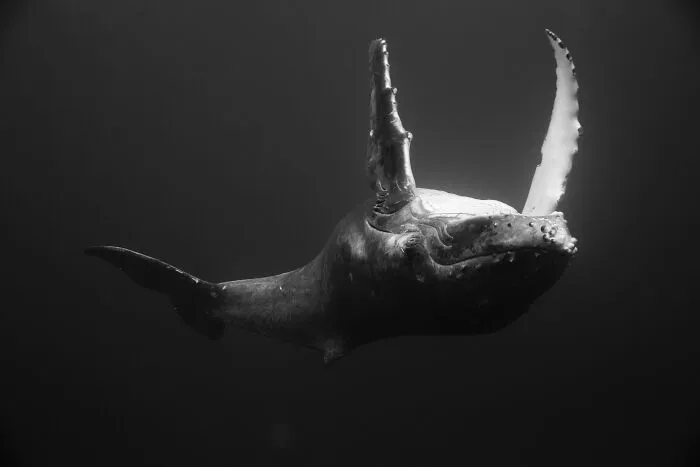 Underwater Photographer Swims With Humpback Whales And The Photos Are Ethereal (25 Pics)
