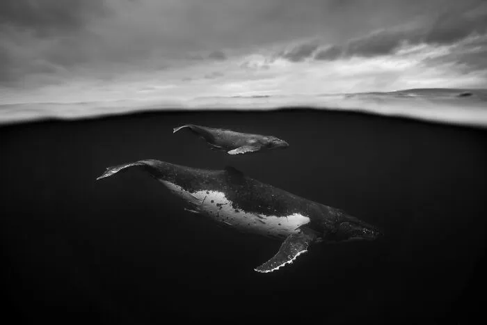 Underwater Photographer Swims With Humpback Whales And The Photos Are Ethereal (25 Pics)