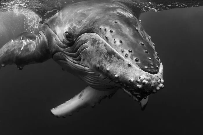 Underwater Photographer Swims With Humpback Whales And The Photos Are Ethereal (25 Pics)