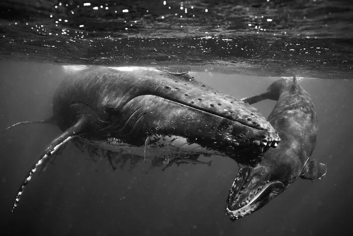Underwater Photographer Swims With Humpback Whales And The Photos Are Ethereal (25 Pics)