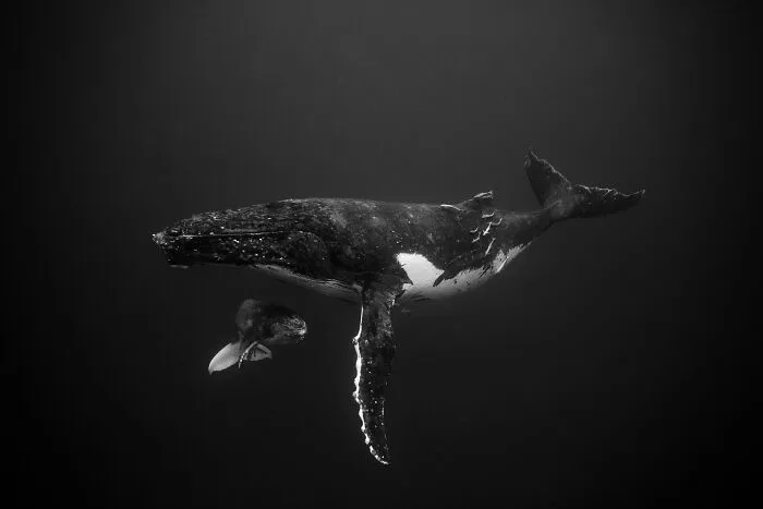 Underwater Photographer Swims With Humpback Whales And The Photos Are Ethereal (25 Pics)