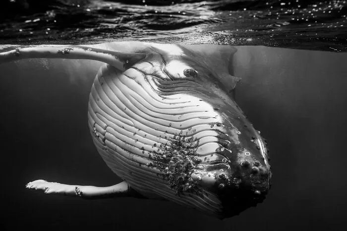 Underwater Photographer Swims With Humpback Whales And The Photos Are Ethereal (25 Pics)