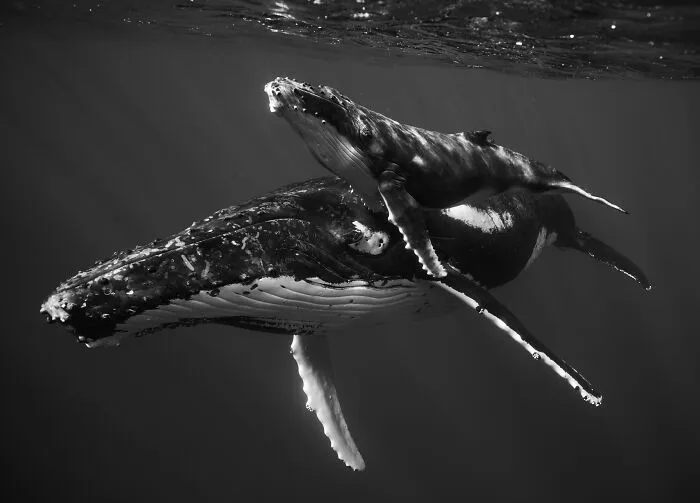 Underwater Photographer Swims With Humpback Whales And The Photos Are Ethereal (25 Pics)