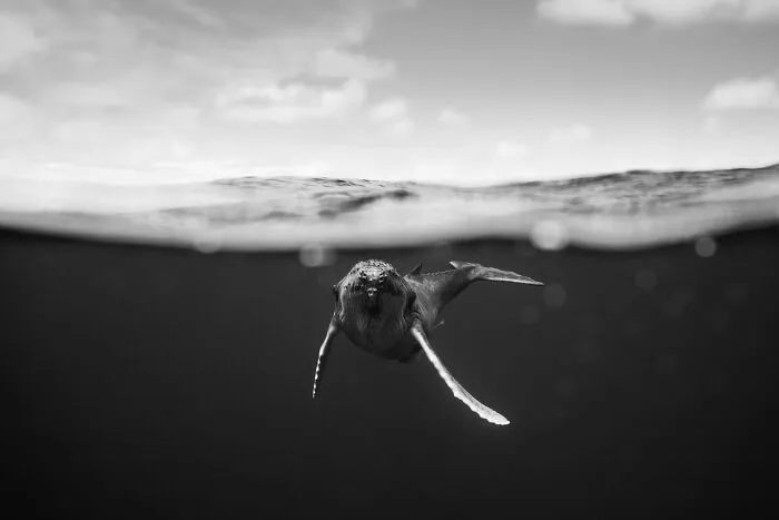 Underwater Photographer Swims With Humpback Whales And The Photos Are Ethereal (25 Pics)