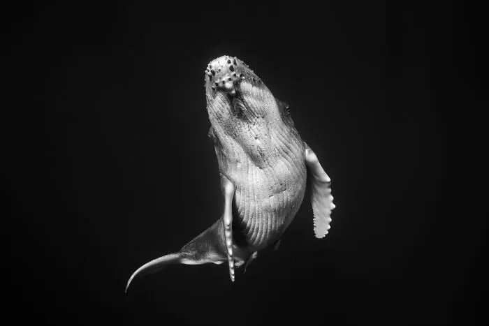 Underwater Photographer Swims With Humpback Whales And The Photos Are Ethereal (25 Pics)