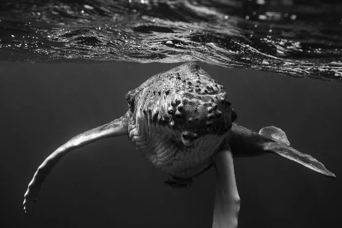 Underwater Photographer Swims With Humpback Whales And The Photos Are Ethereal (25 Pics)