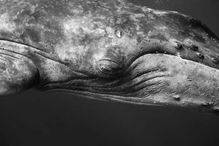 Underwater Photographer Swims With Humpback Whales And The Photos Are Ethereal (25 Pics)