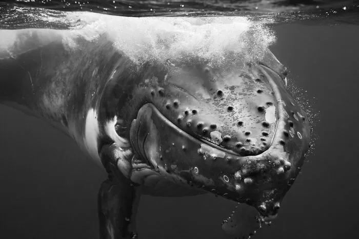 Underwater Photographer Swims With Humpback Whales And The Photos Are Ethereal (25 Pics)