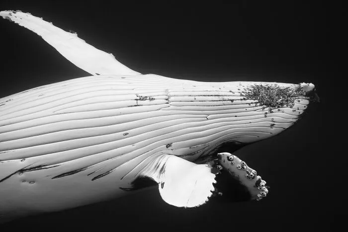 Underwater Photographer Swims With Humpback Whales And The Photos Are Ethereal (25 Pics)
