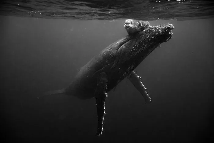Underwater Photographer Swims With Humpback Whales And The Photos Are Ethereal (25 Pics)